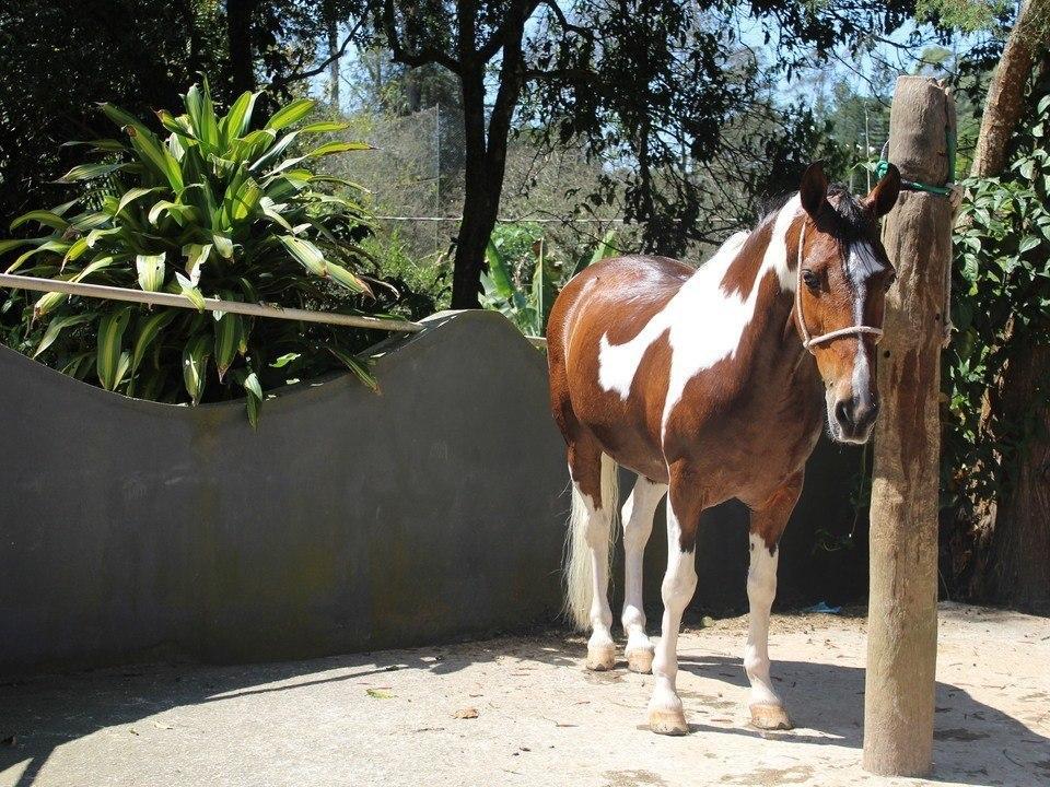 Hotel Fazenda Apm Caieiras Екстериор снимка